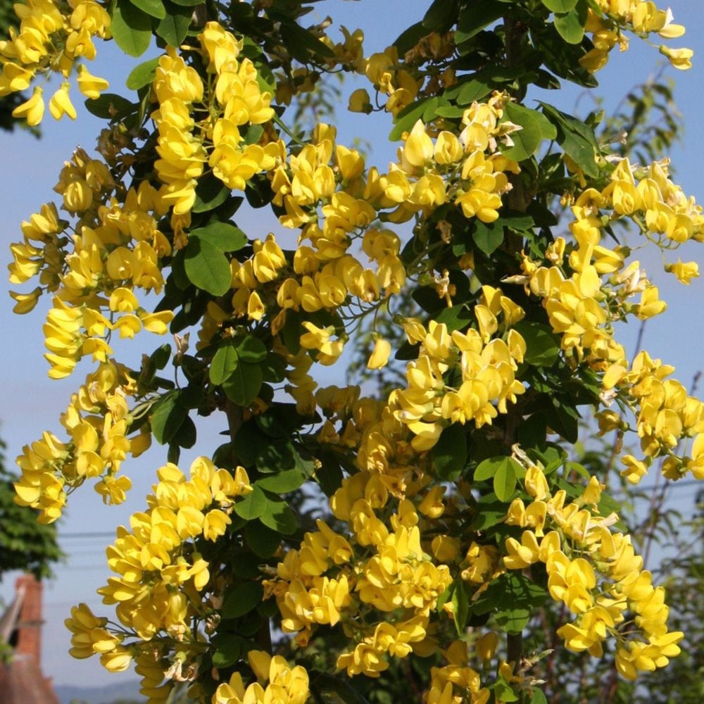 laburnum yellow rocket