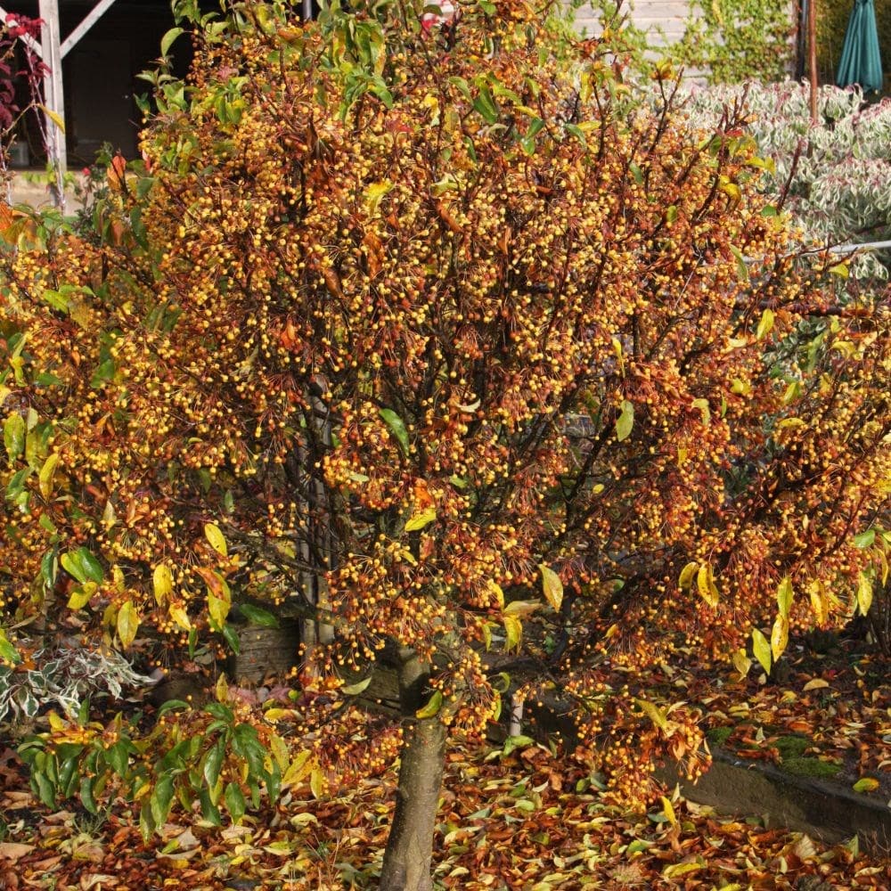 <I>Malus</i> <b class=small-caps> Cinderella</b> ('Cinzam')