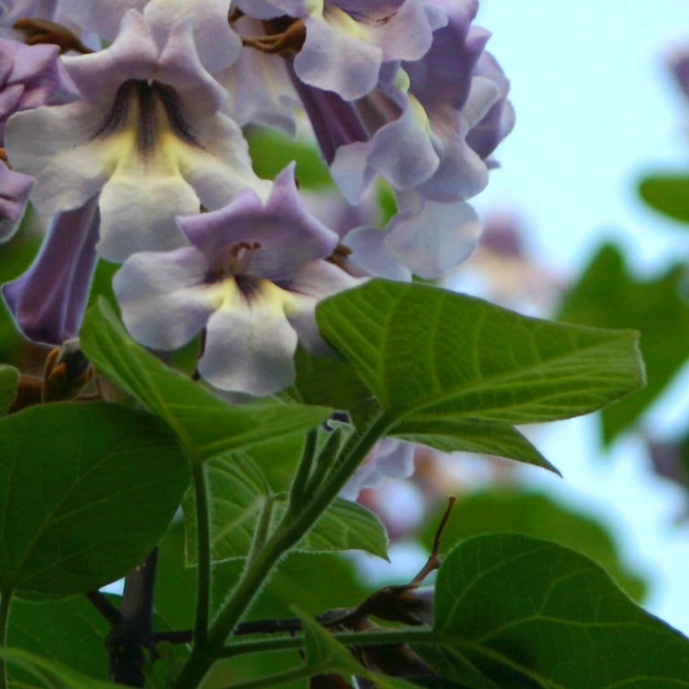 Buy foxglove tree Paulownia tomentosa Delivery by