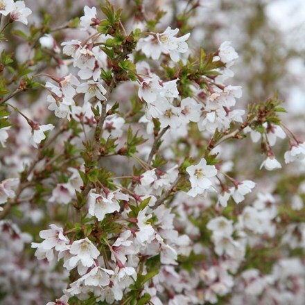 Picture of Prunus incisa Kojo-no-mai