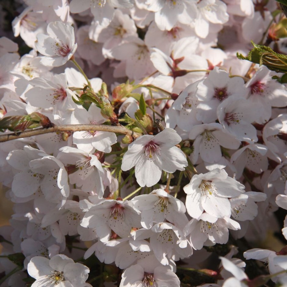 how-to-grow-yoshino-cherry-tree-plant-care-tips-norwichgardener