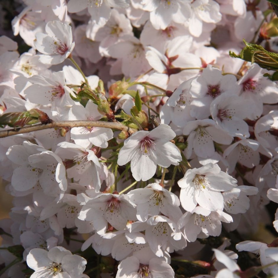 Buy Yoshino Cherry Prunus Yedoensis how-to-grow-yoshino-cherry-tree-plant-care-tips-norwichgardener