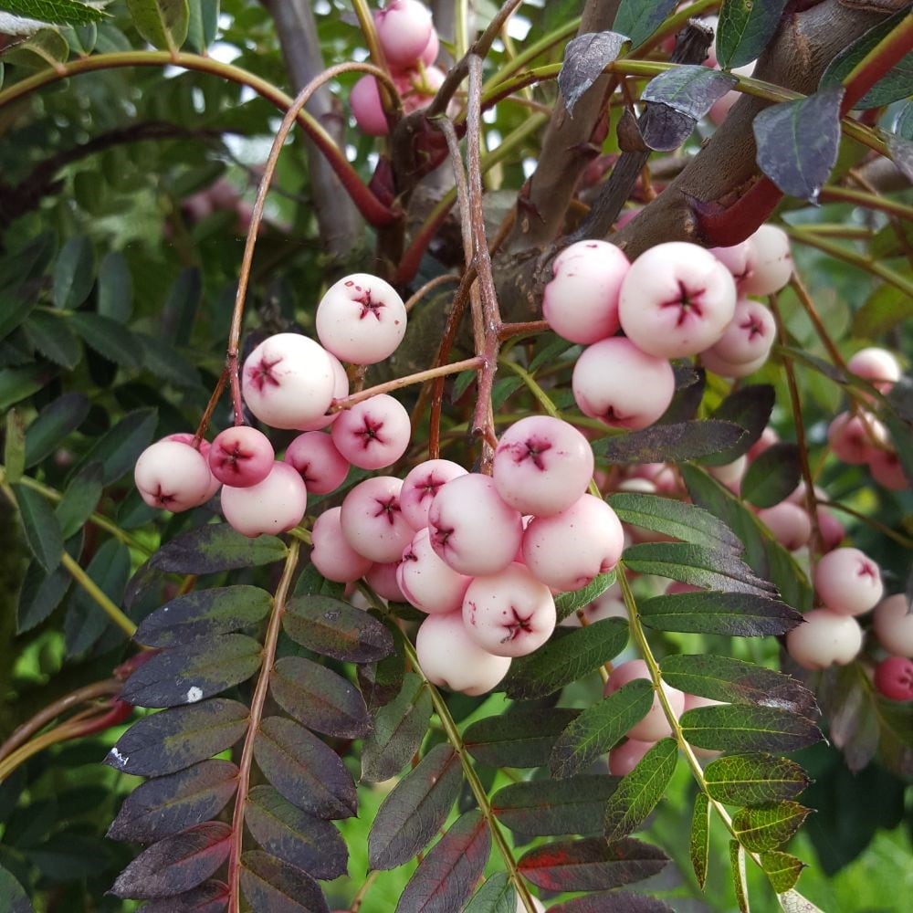 mountain ash (syn. Sorbus Pearls)