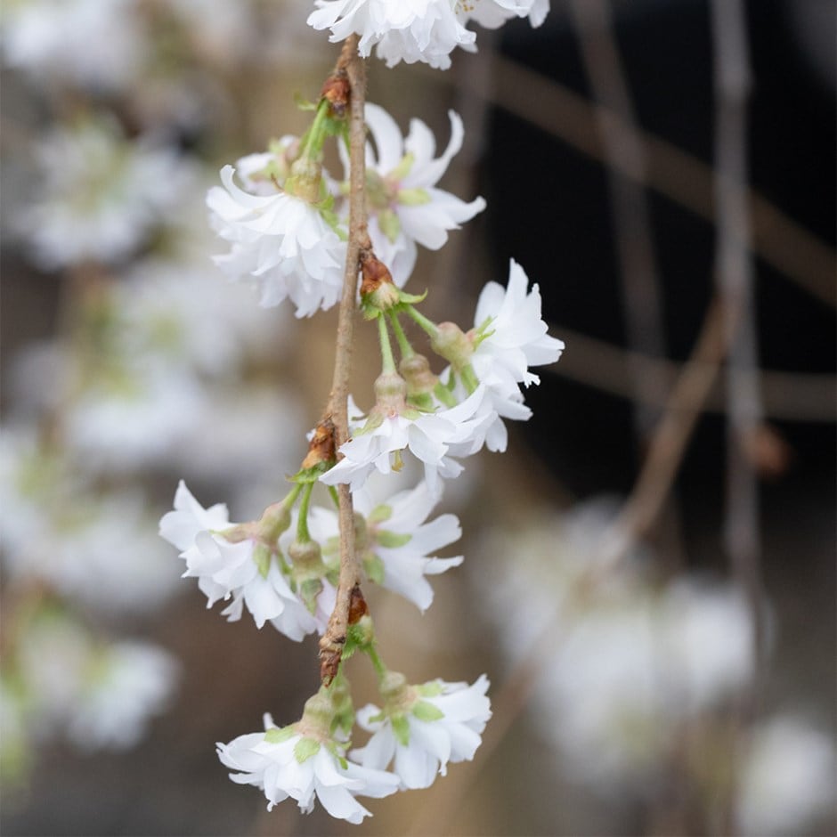 <i>Prunus</i> <b class=small-caps>Crystal Falls</b> ('G6-28')