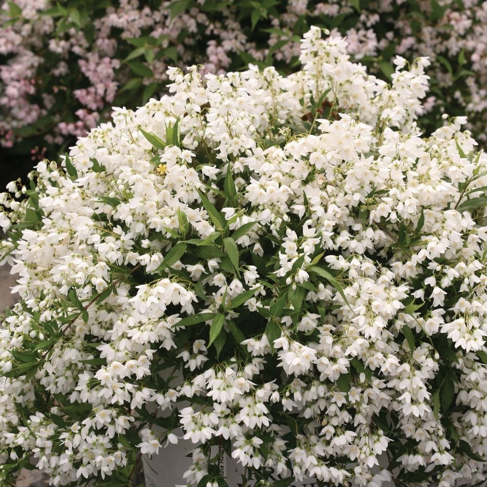 deutzia