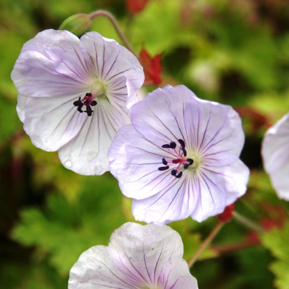 <i>Geranium</i> 'Lilac Ice'