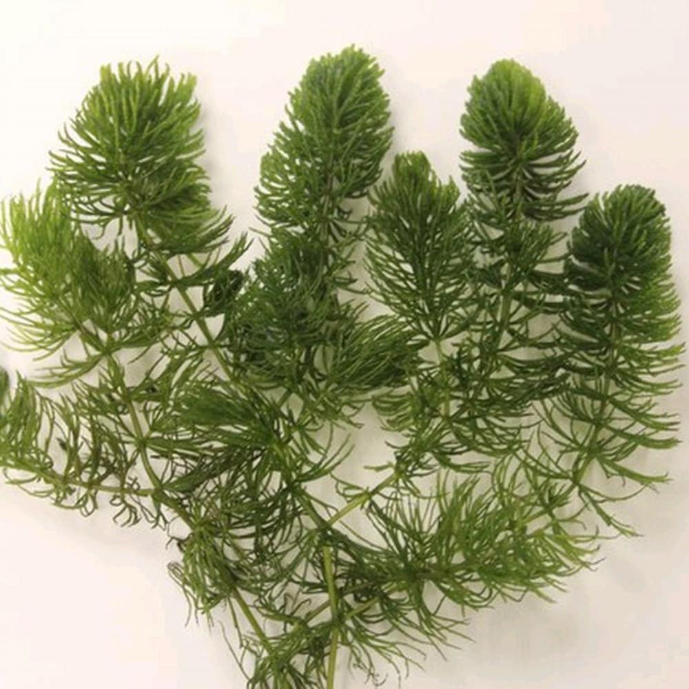 hornwort