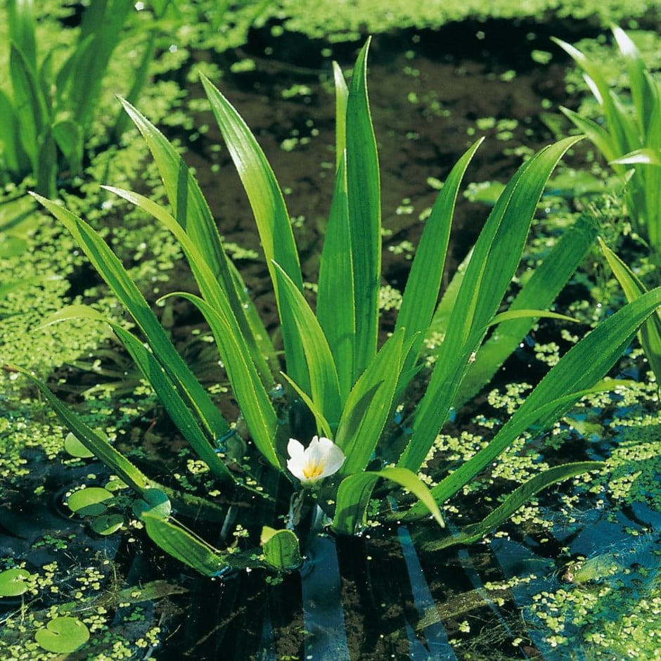 Buy water soldier Stratiotes aloides Delivery by Waitrose Garden