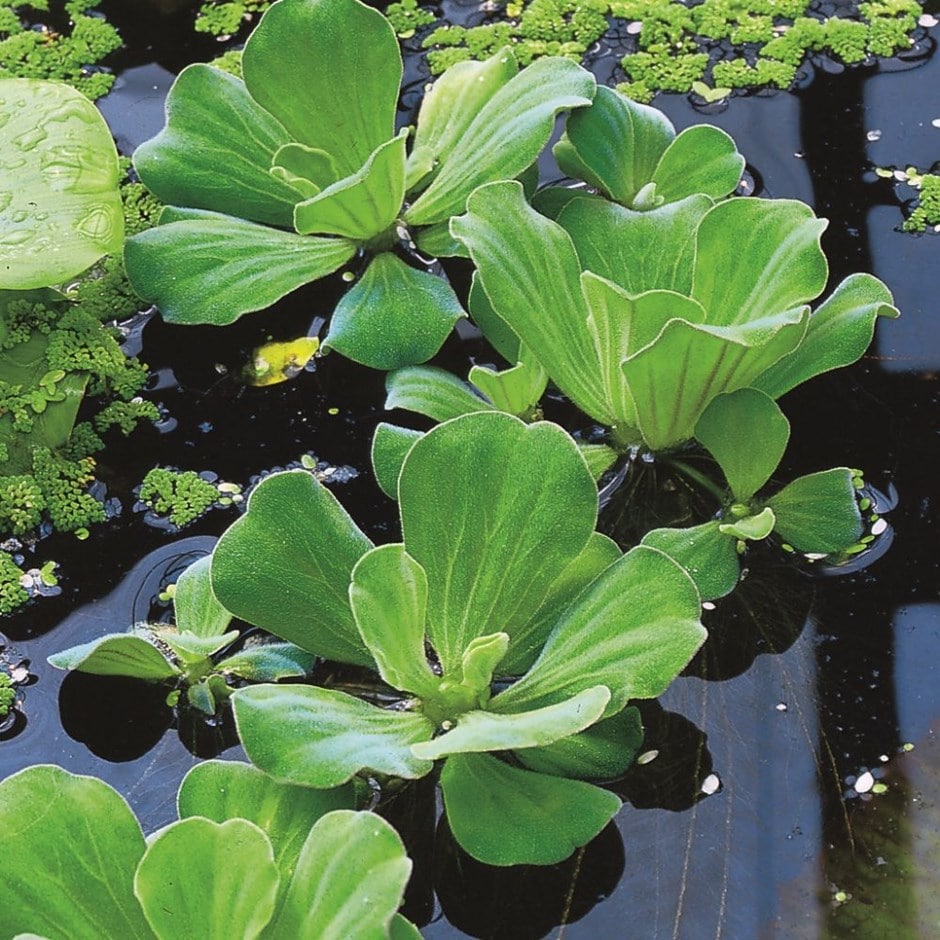 water lettuce pistia stratiotes plants aquatics