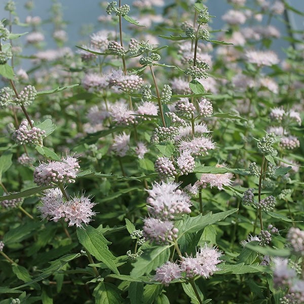 <i>Caryopteris × clandonensis</i> <b class=small-caps>Pink Perfection</b> ('Lisspin') (PBR)