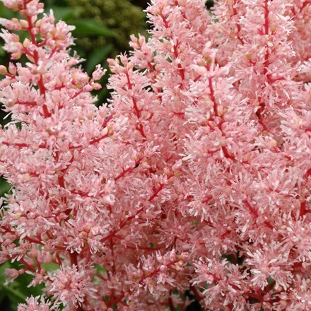 Picture of Astilbe Look At Me (PBR) (× arendsii)