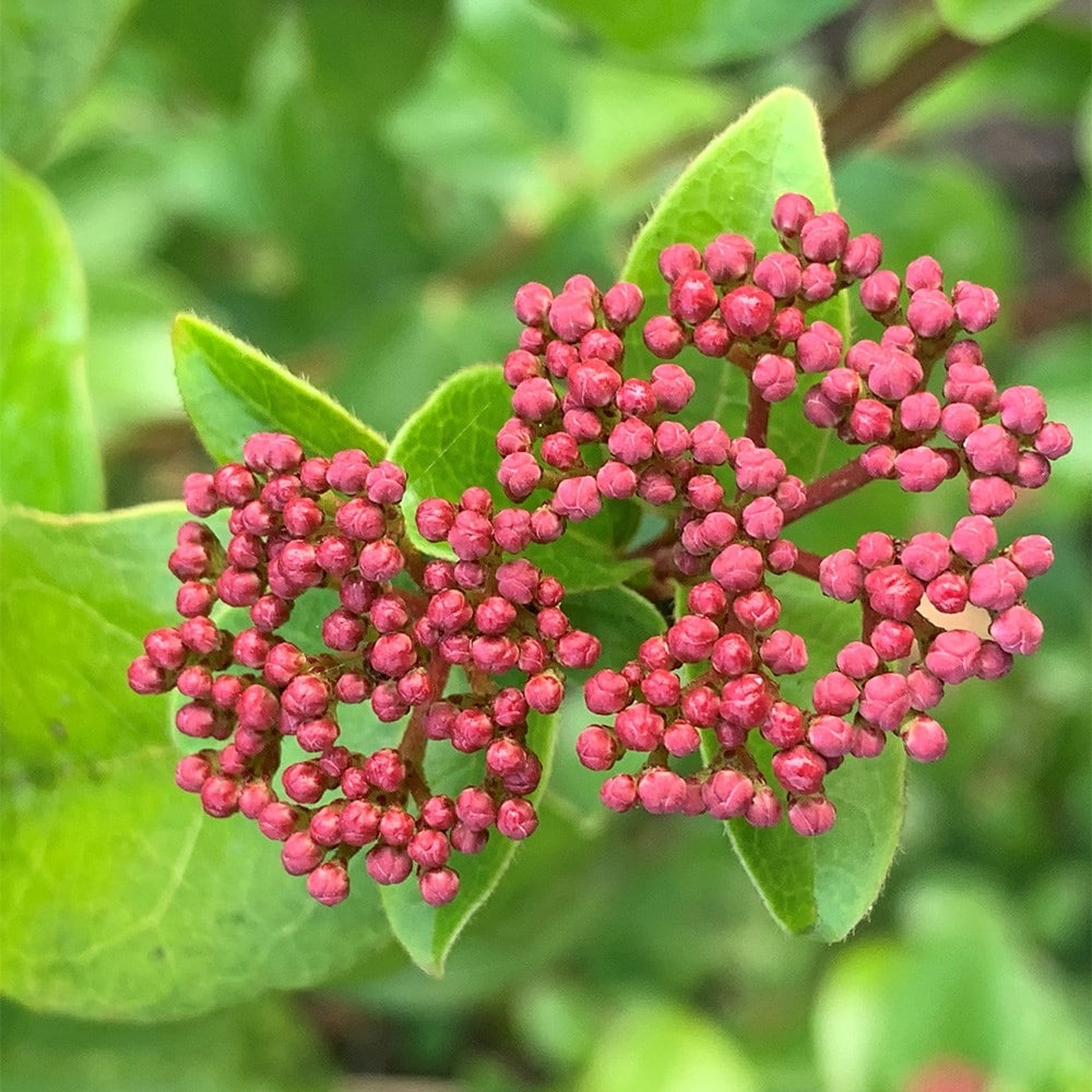 <I>Viburnum tinus</i> 'Lisarose' (PBR)