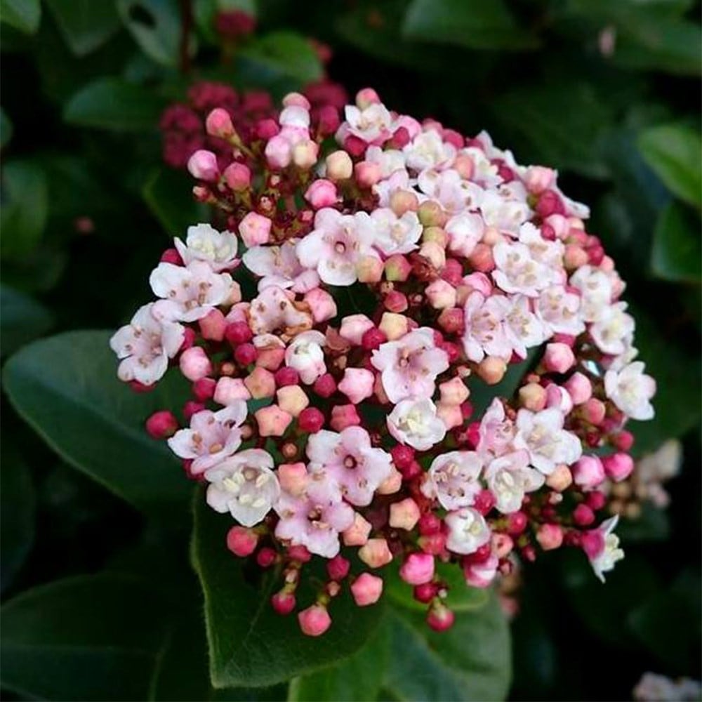 <I>Viburnum tinus</i> 'Lisarose' (PBR)
