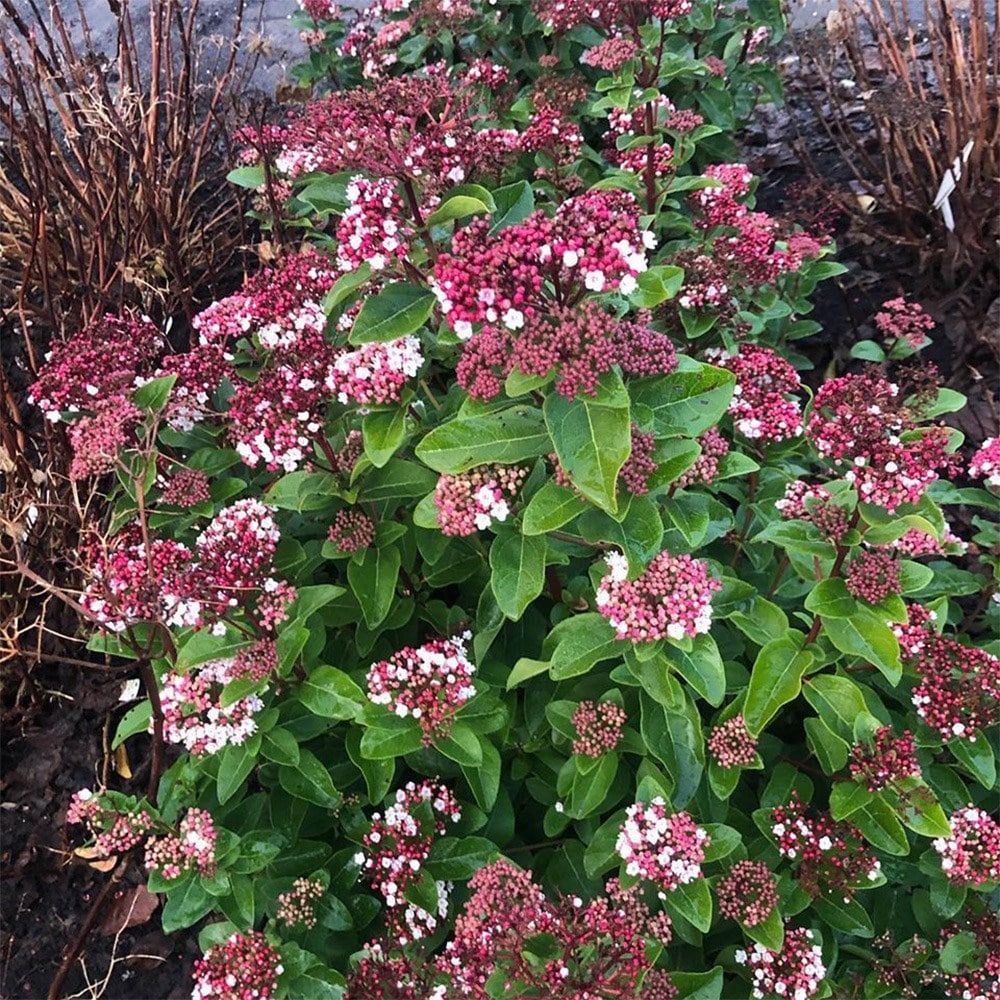 <I>Viburnum tinus</i> 'Lisarose' (PBR)
