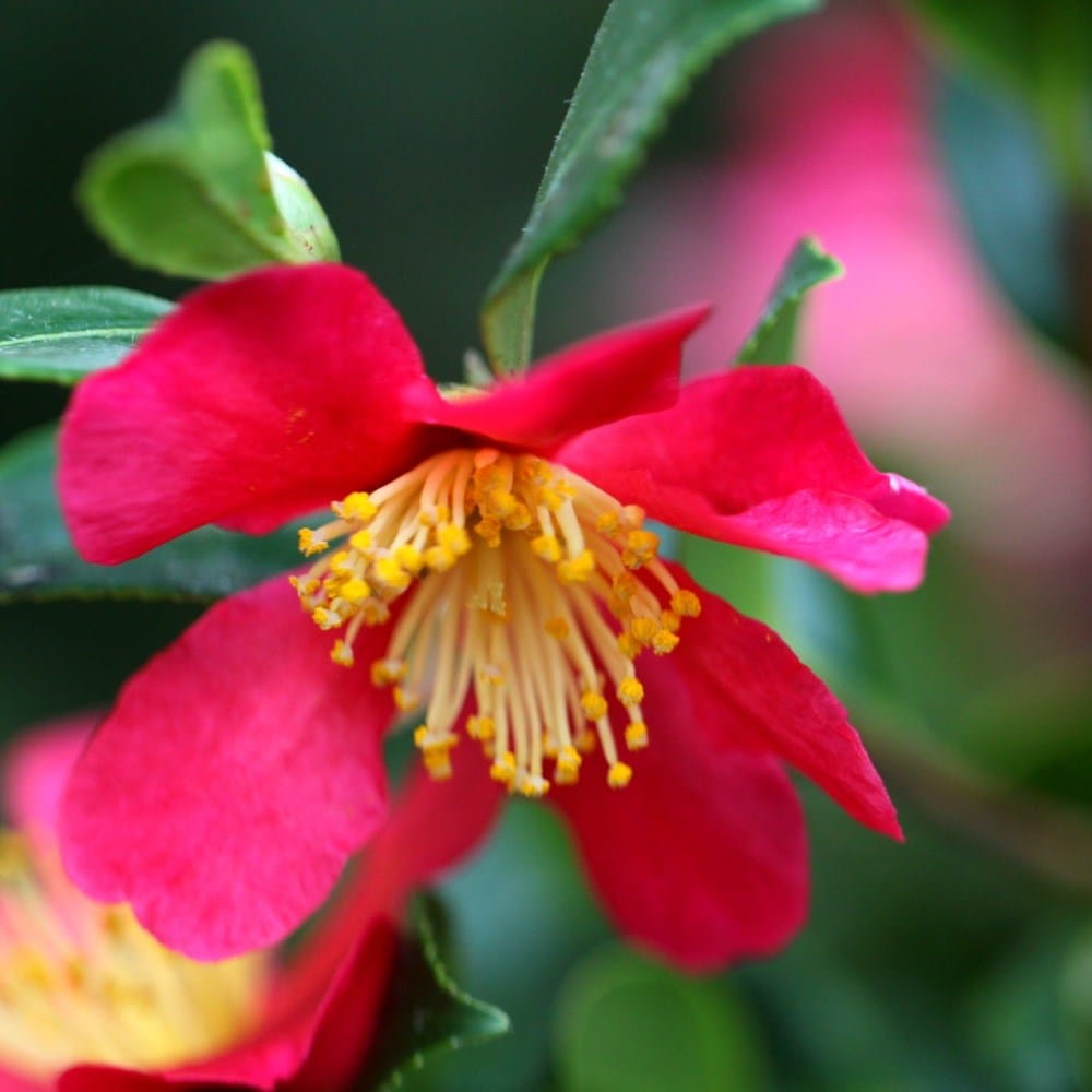 Product options image