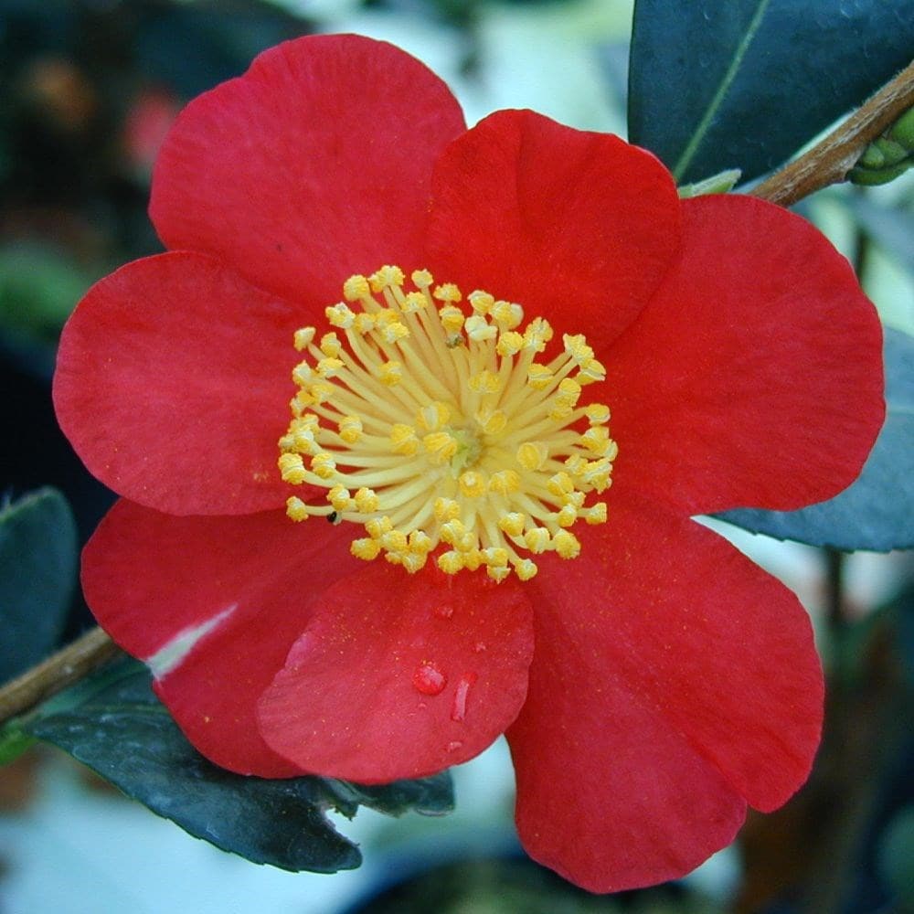 <i>Camellia</I> × <I>vernalis</I> 'Yuletide'