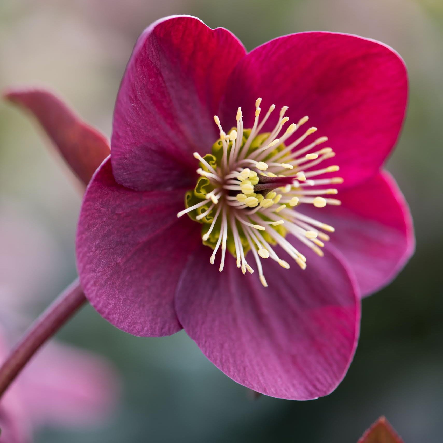 <I>Helleborus</i> (Rodney Davey Marbled Group) <b class=small-caps>Anna's Red</b> ('Abcrd02') (PBR)