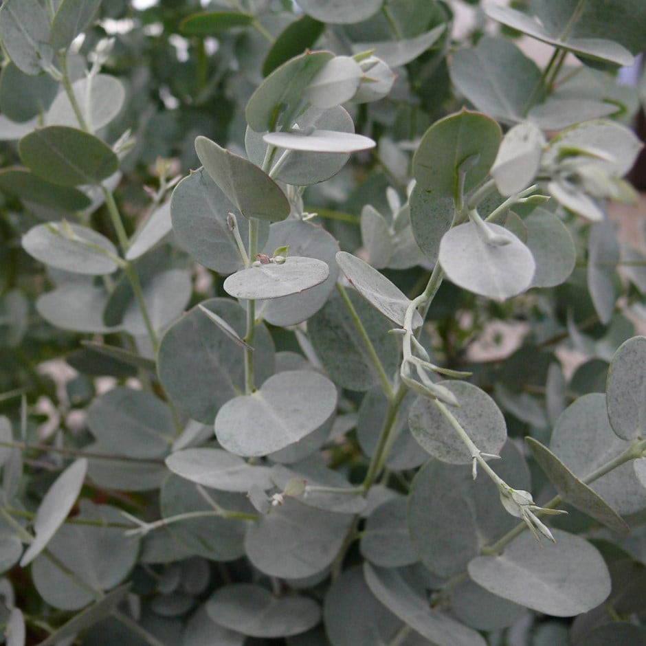 <i>Eucalyptus gunnii</i> <b class=small-caps>Azura</b> ('Cagire') (PBR)