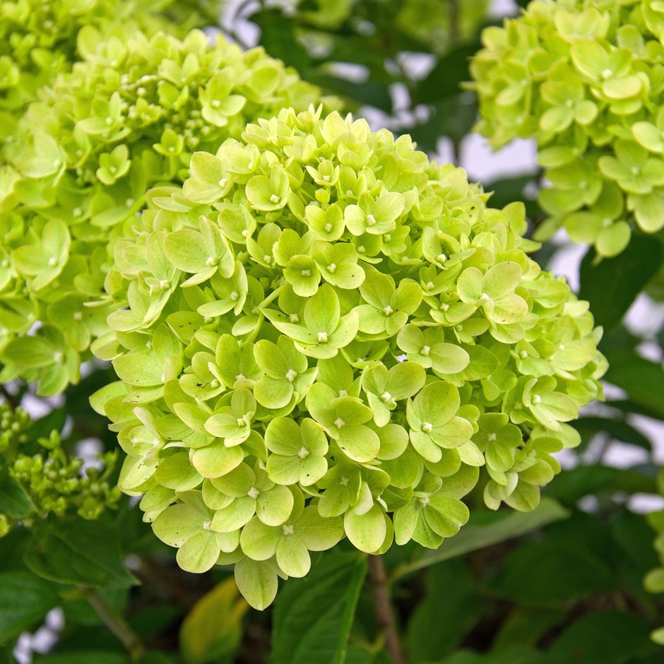 <i>Hydrangea paniculata</i> <b class=small-caps>Little Lime</b> ('Jane') (PBR)