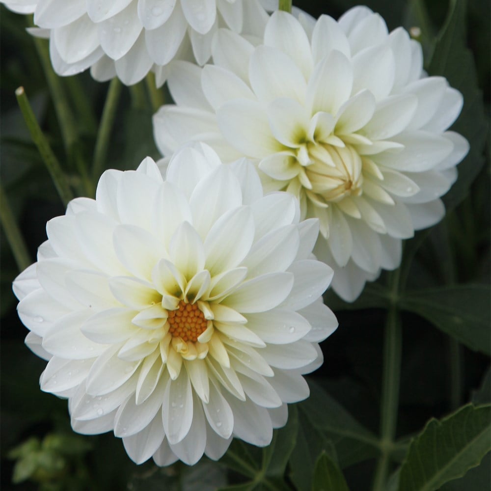 Product options image