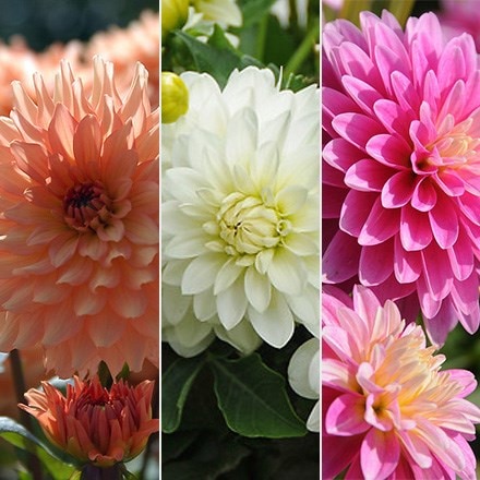 Product options image