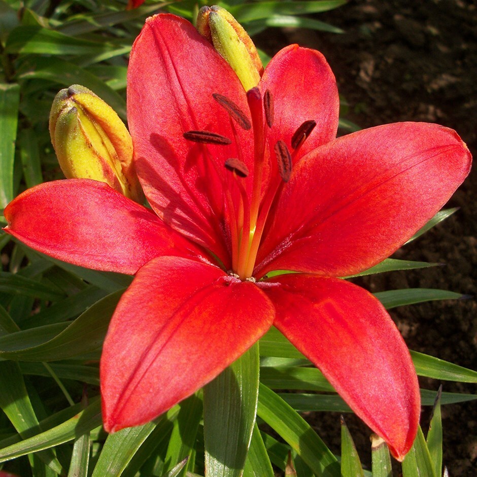 Buy Asiatic lily bulb Lilium Crimson Pixie: £1.49 Delivery by Crocus