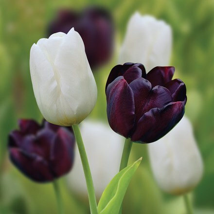 Picture of Chequers tulip collection