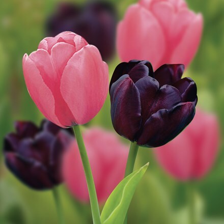 Picture of Plum sorbet tulip collection