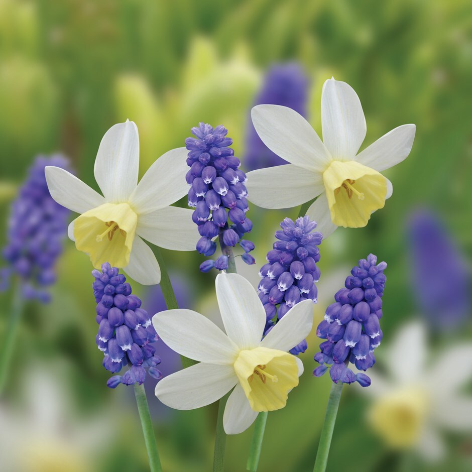 Buy Rhs Agm Bulb Combination Award Winning Spring Breeze Bulb Combination 9 98 Delivery By Crocus