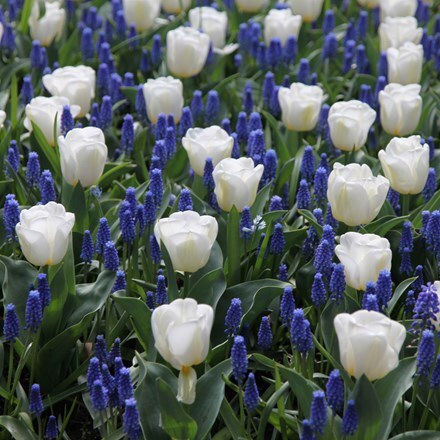 Picture of Tulip Calgary & Muscari armeniacum collection