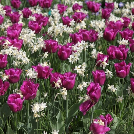 Picture of Tulipa 'Passionale' & Narcissus 'Toto'