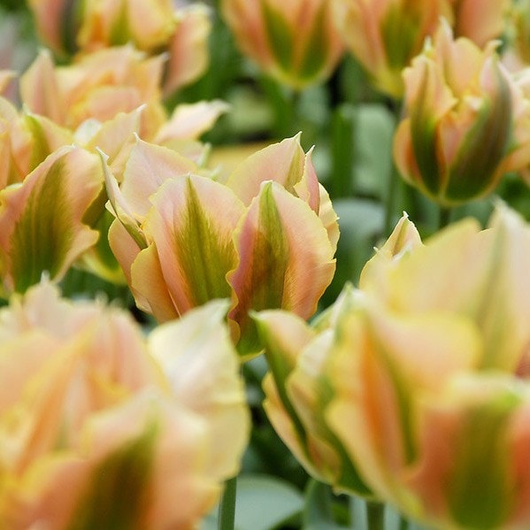 Product options image