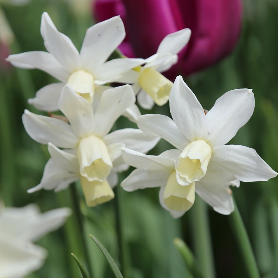 miscellaneous daffodil bulbs