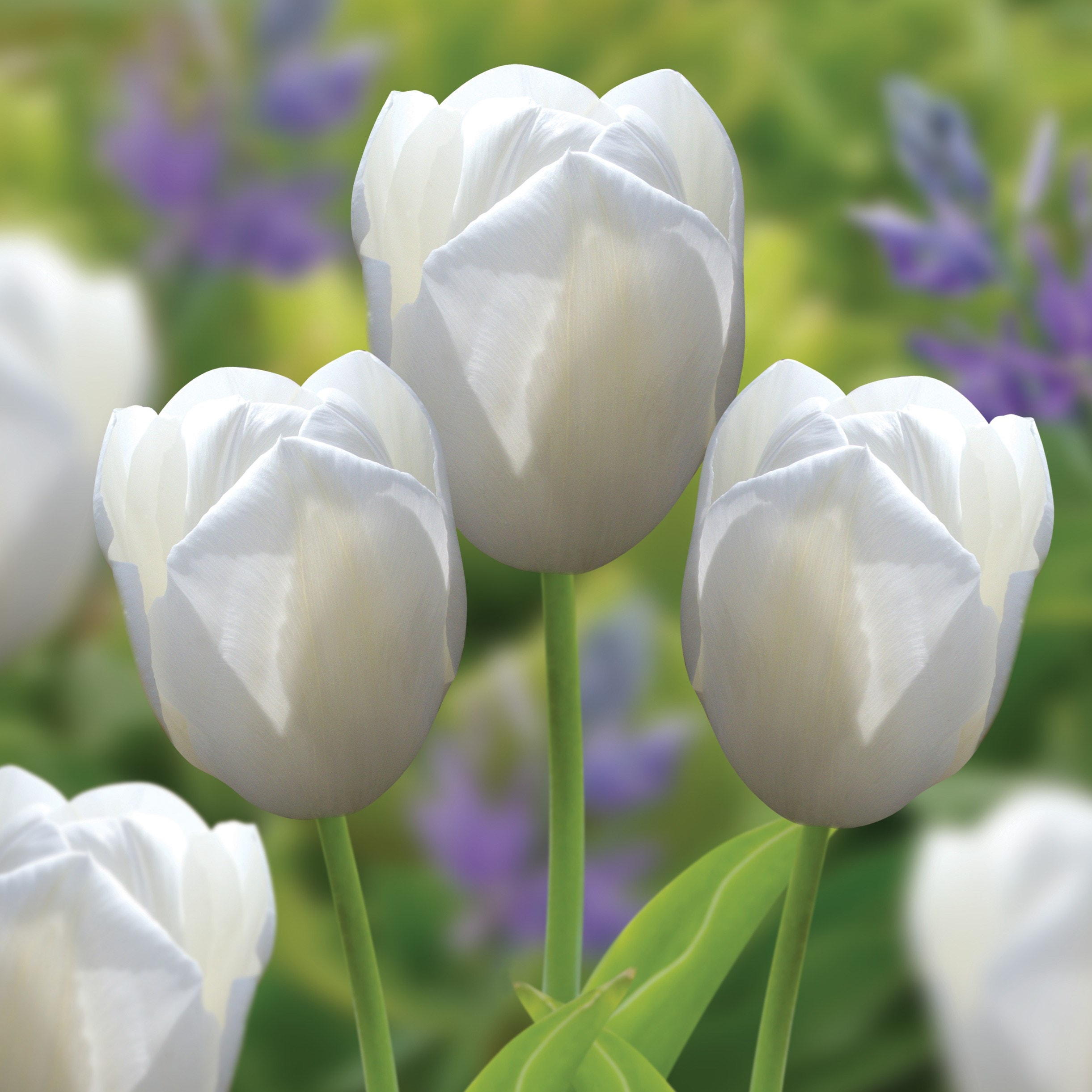 Product options image