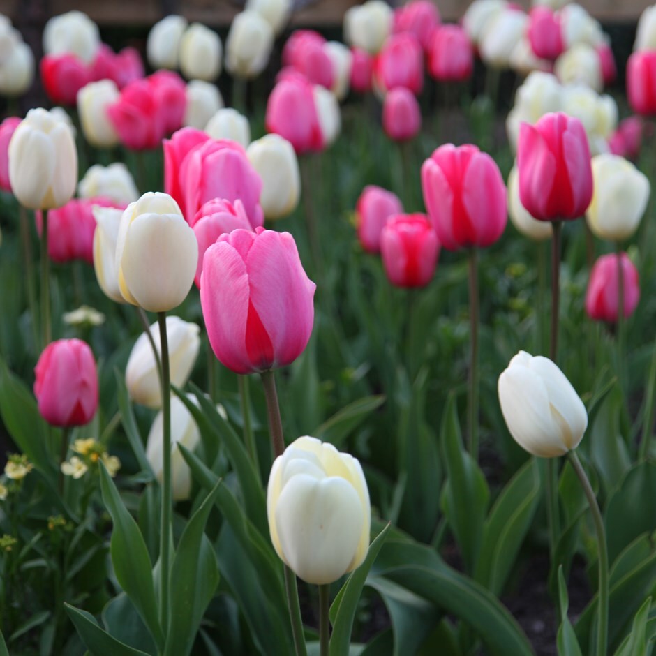 Buy tulip collection Pink and white tulips: £9.99 Delivery by Crocus