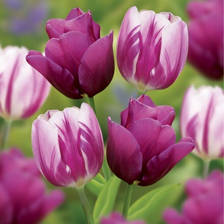 Picture of Berry swirl tulip collection