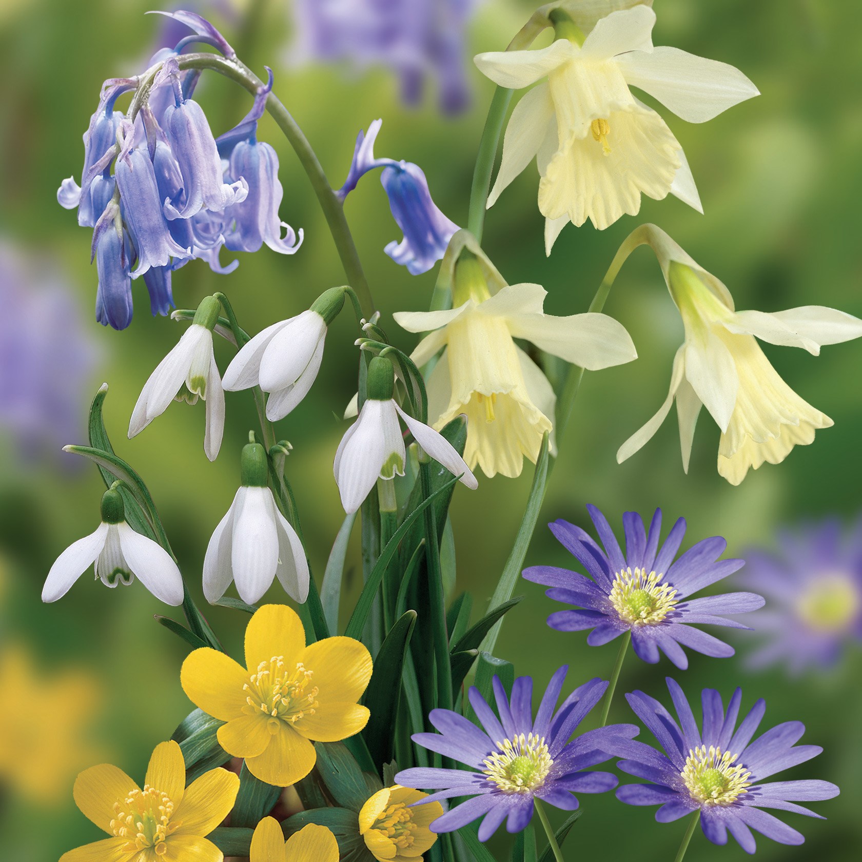 Product options image