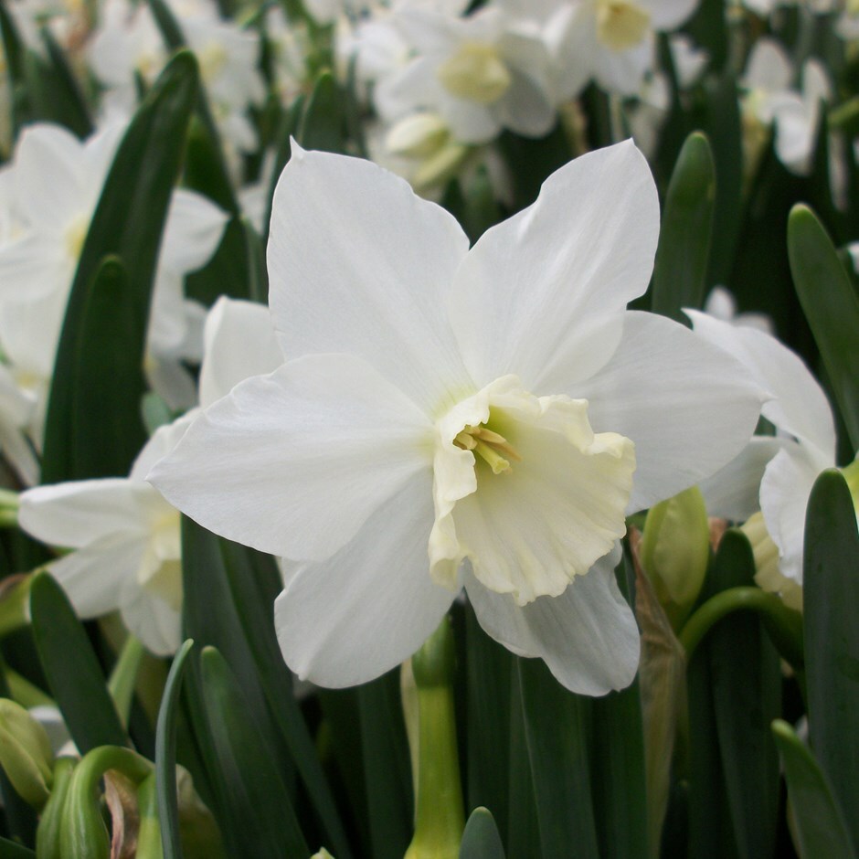 Buy triandrus daffodil bulbs Narcissus Tresamble: £2.99 Delivery by Crocus