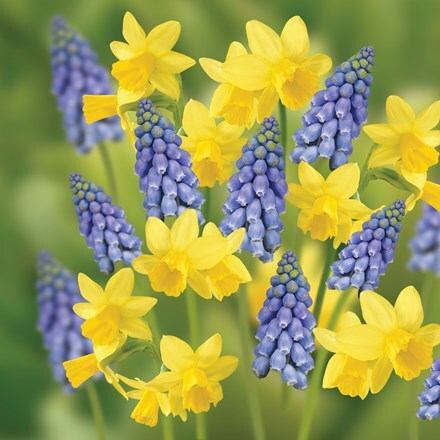 Picture of Sunny sky spring bulb collection