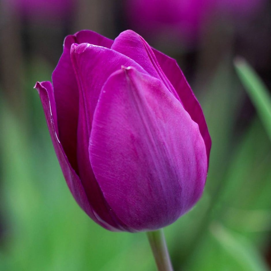 <i>Tulipa</i> 'Blue Beauty'