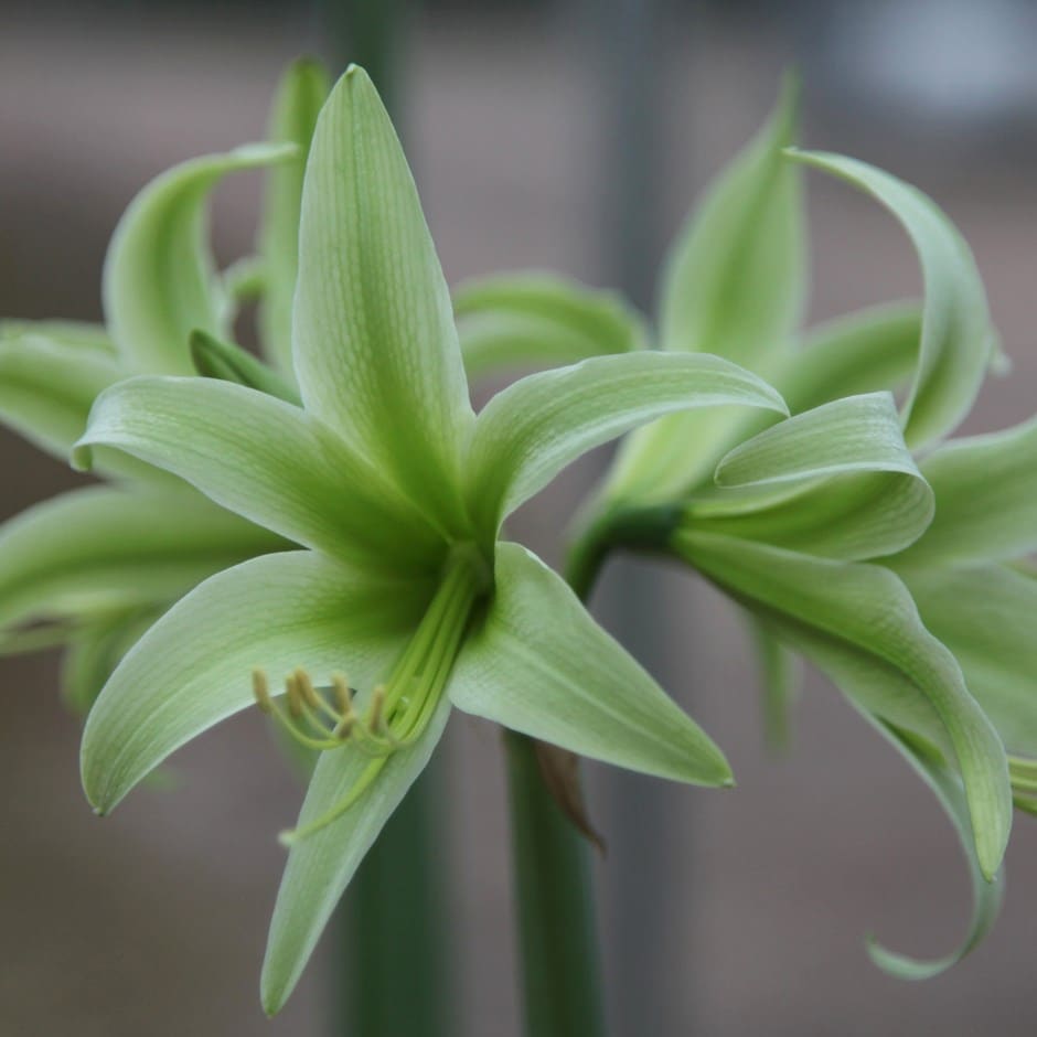 <I>Hippeastrum</i> (Spider Group) 'Evergreen'