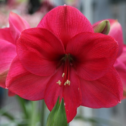 Picture of Hippeastrum (Galaxy Group) Lagoon (PBR)