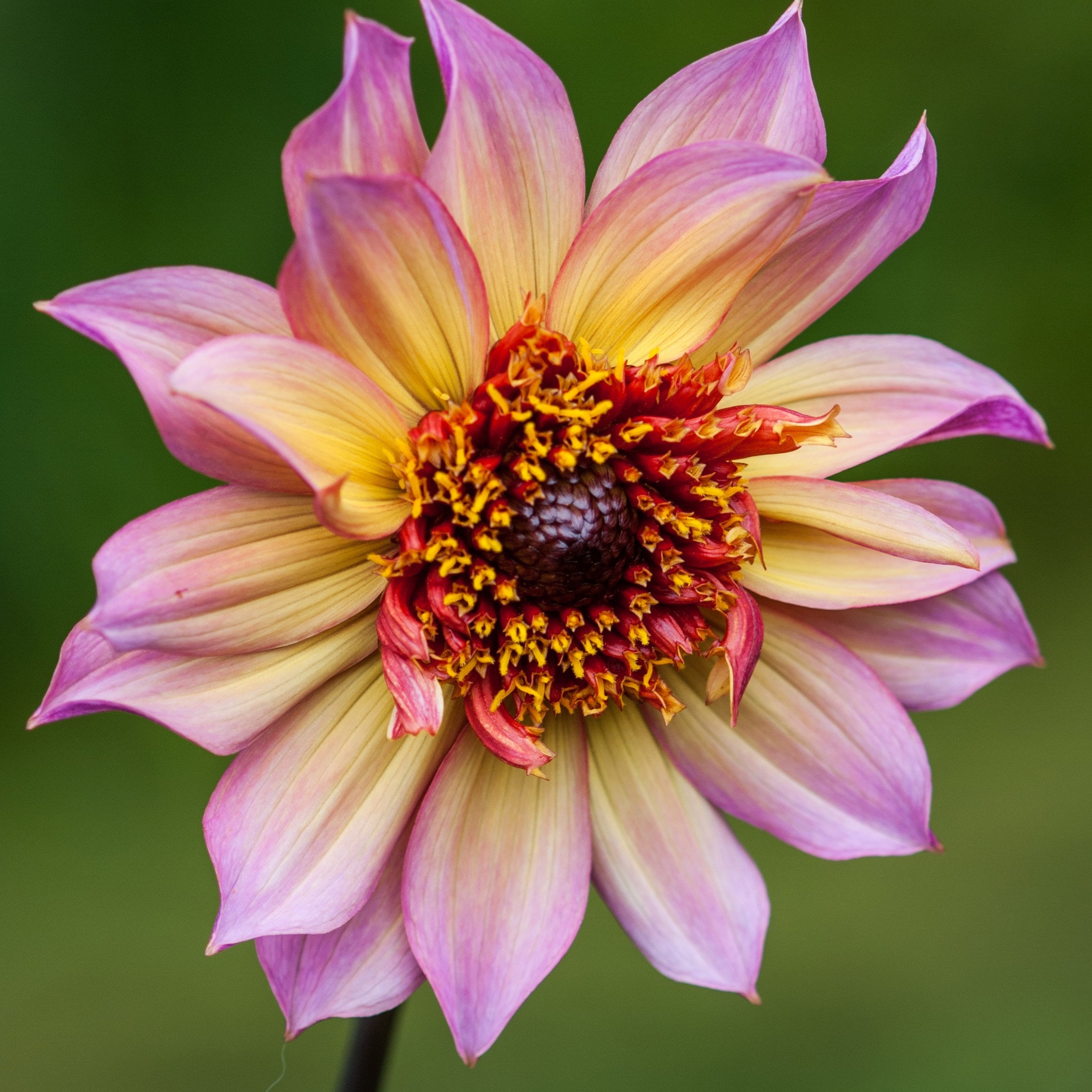 <i>Dahlia</i> 'Floorinoor'