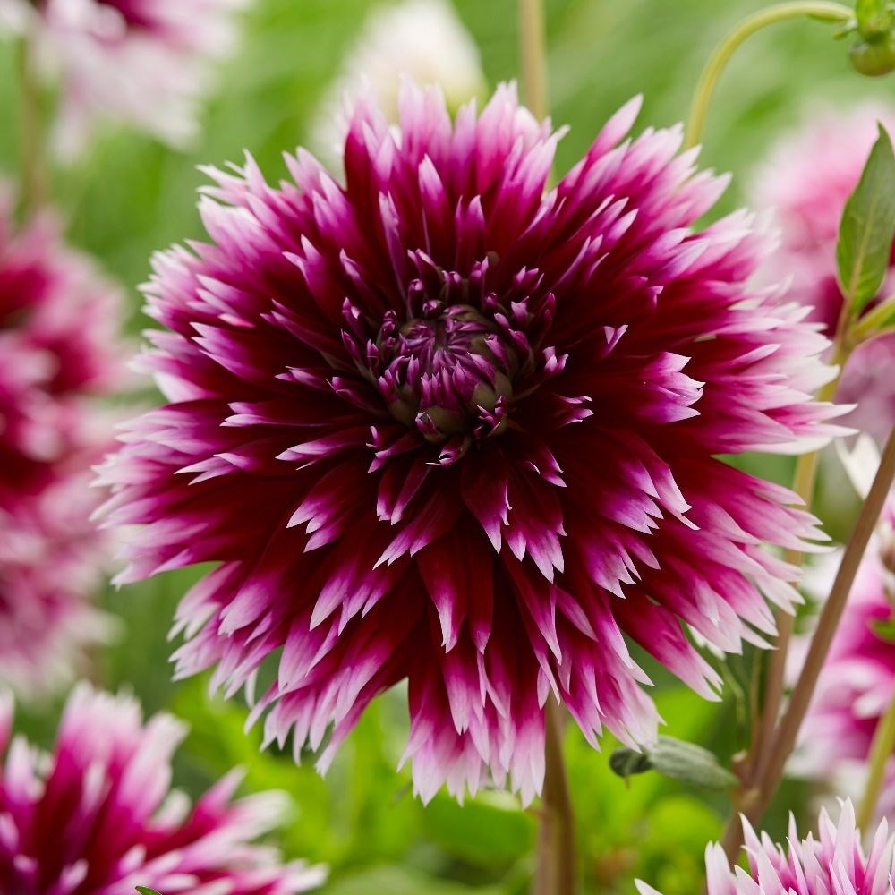 Buy Fimbriata Dahlia Dahlia 'Alauna Clair-obscur': Delivery By Waitrose ...