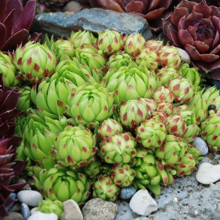 Picture of Sempervivum (Chick Charms®) Key Lime Kiss
