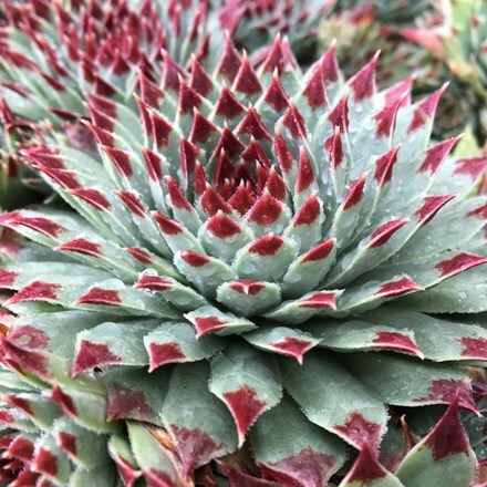 Picture of Sempervivum (Chick Charms®) Mint Marvel