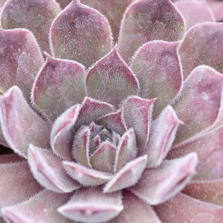 Picture of Sempervivum (Chick Charms®) Silver Suede