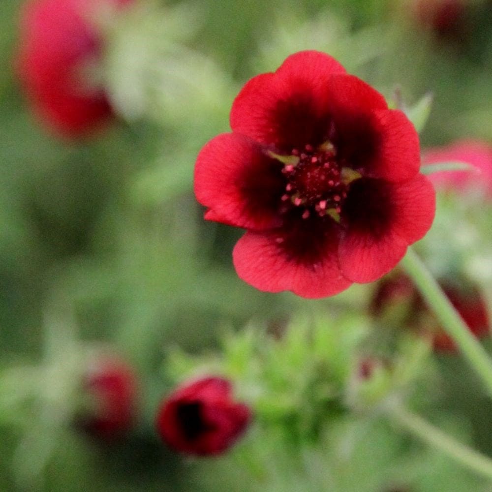 Product options image