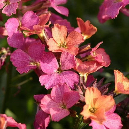 Erysimum Constant Cheer