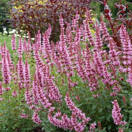 Picture of Agastache Cotton Candy (PBR)